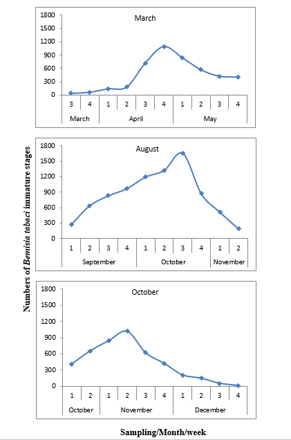 The population numbers of Bemisia tabaci immature stages at different cucumber sowing dates (March, August, and October) during the second year 2019 in Fayoum governorate